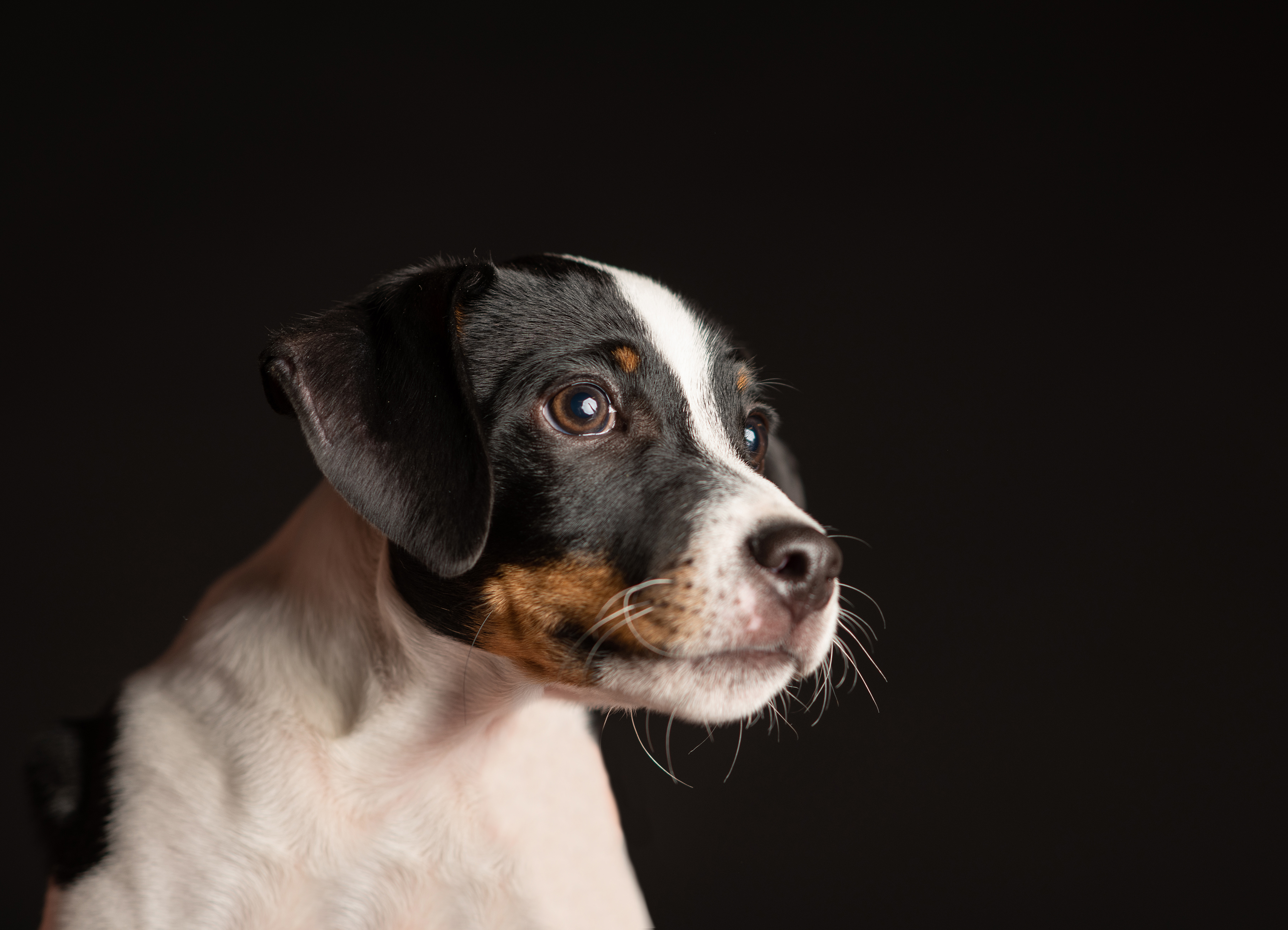 Tierfotografie